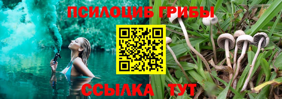 Татарск  Галлюциногенные грибы Psilocybine cubensis  Вход с VPN 